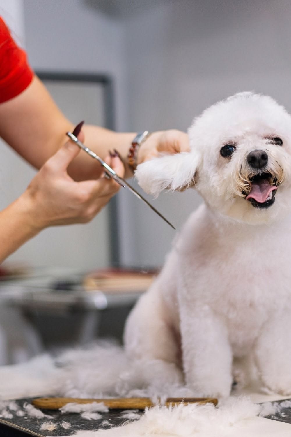Comprehensive pet care services